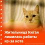 Наглядный пример, как можно потерять работу из-за кота, продемонстрировала жительница Китая