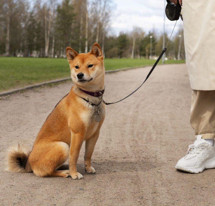 Новые правила выгула и содержания домашних собак утвердили в Петербурге