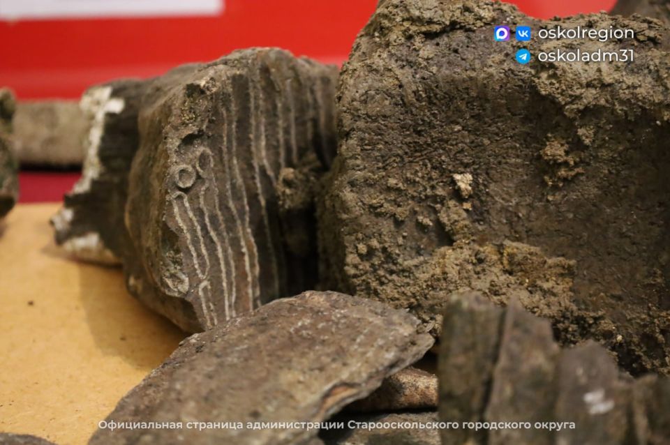 Кости и коренные зубы вымершего шерстистого носорога нашли в селе Нагольное Белгородской области