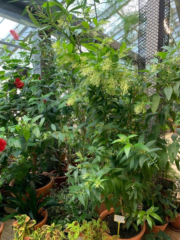 В Твери расцвел «Ночной жасмин»