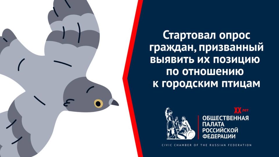 Как вы относитесь к городским воронам и голубям? Примите участие в опросе ОП РФ