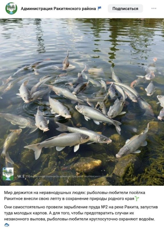 «Какие красивые летающие караси»;