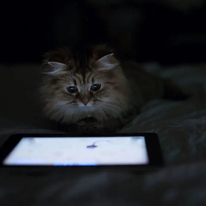 Учёные нашли связь между скроллингом соцсетей и ранним началом деменции, пишет журнал Today