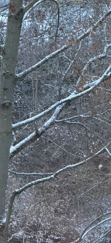 Александр Сосновский: Доброе утро И первый снег в Берлине