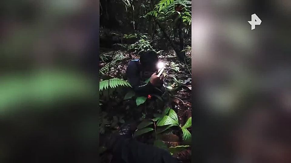 Редчайший цветок обнаружили в Индонезии, сообщили ученые в соцсетях