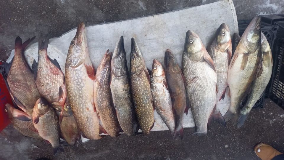 Стало известно, почем тверские рыбаки продают улов с Волги