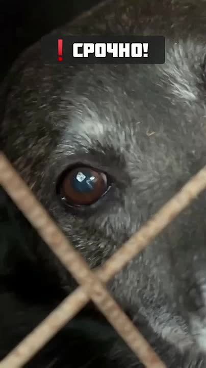 Александр Сосновский: ГОЛОД СТУЧИТСЯ В ДВЕРИ ПРИЮТА!