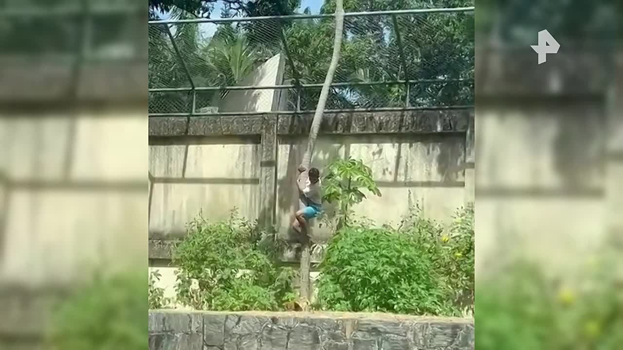 Молодой человек погиб от лап львицы в бразильском зоопарке — он проник в вольер через шестиметровое ограждение