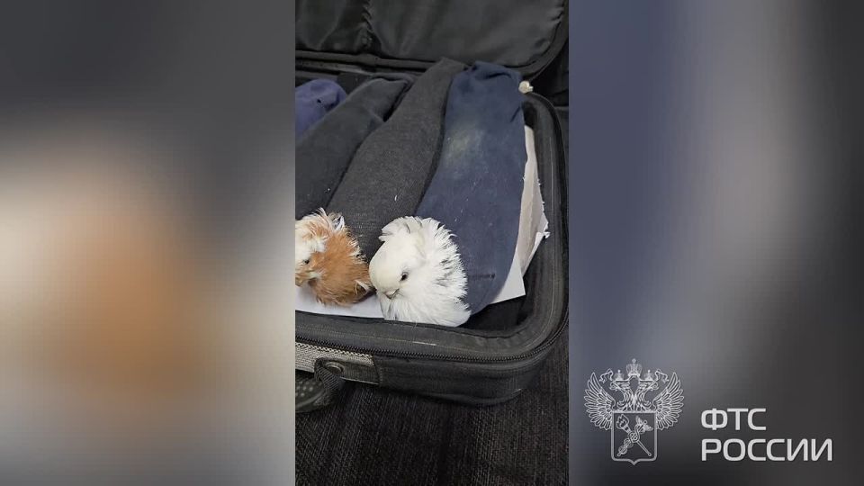 Голубиная почта: живых голубей, спрятанных в носки, пытался ввезти иностранец в Россию