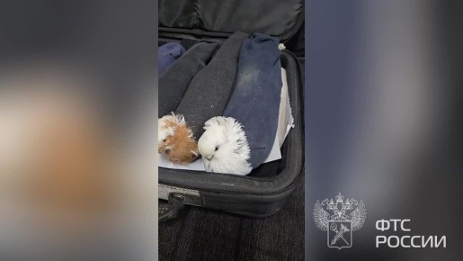 Голубиная почта: живых голубей, спрятанных в носки, пытался ввезти иностранец в Россию