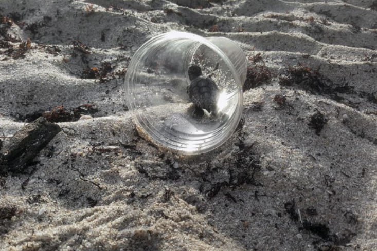 К 2040 году, если ничего не делать, пластиковые отходы, ежегодно вырабатываемые человечеством, увеличатся более чем вдвое: «каждую секунду в окружающую среду будет сбрасываться практически полный мусоровоз пластика» — а он...