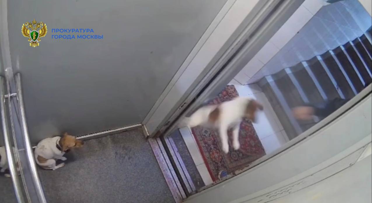 Пьяной женщине, которая избила собаку в подъезде жилого дома в Москве, назначили штраф, сообщили в столичной прокуратуре
