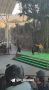 Медведь напал на дрессировщика во время шоу в сафари-парке в Китае