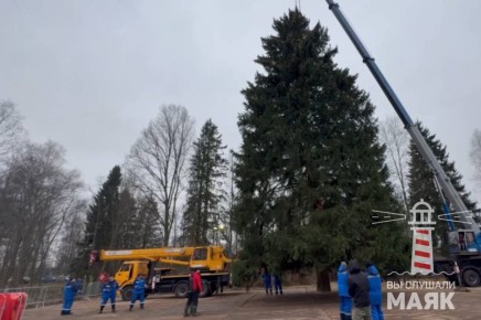 Главную новогоднюю елку России спилили в Рузском муниципальном округе