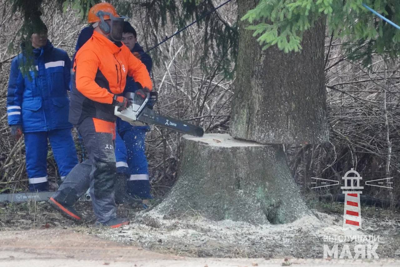 Через два дня в Кремле станет на одну елку больше Через два дня в Кремле станет на одну елку больше