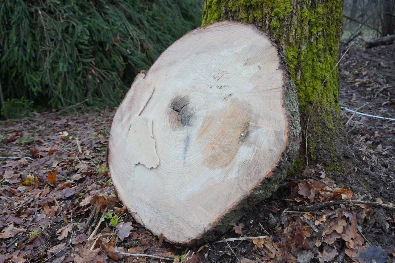 Через два дня в Кремле станет на одну елку больше Через два дня в Кремле станет на одну елку больше