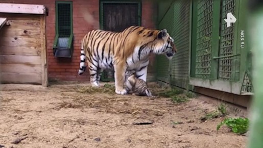 Два амурских тигренка появились на свет в центре воспроизводства редких видов животных Московского зоопарка, сообщается на официальном сайте мэра и правительства столицы