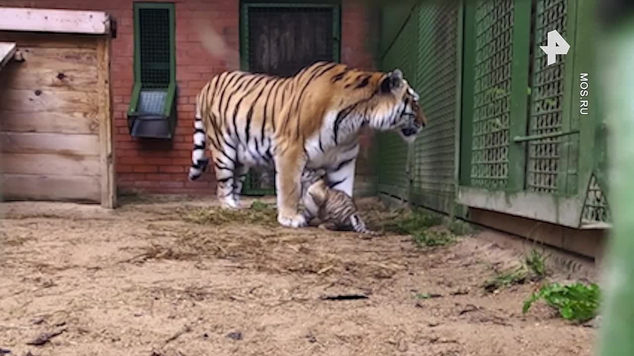 Два амурских тигренка появились на свет в центре воспроизводства редких видов животных Московского зоопарка, сообщается на официальном сайте мэра и правительства столицы