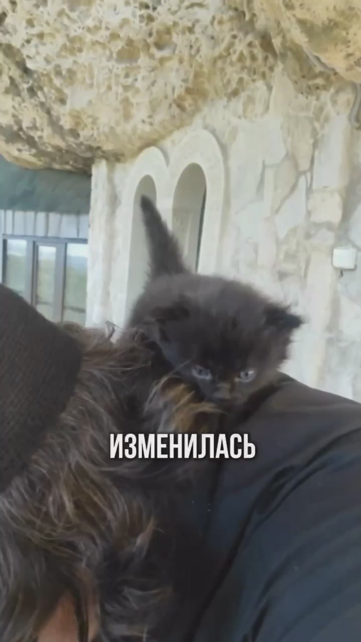 Роман Голованов: Кошки и потусторонняя сила: что они видят, а мы — нет? Две реальные истории