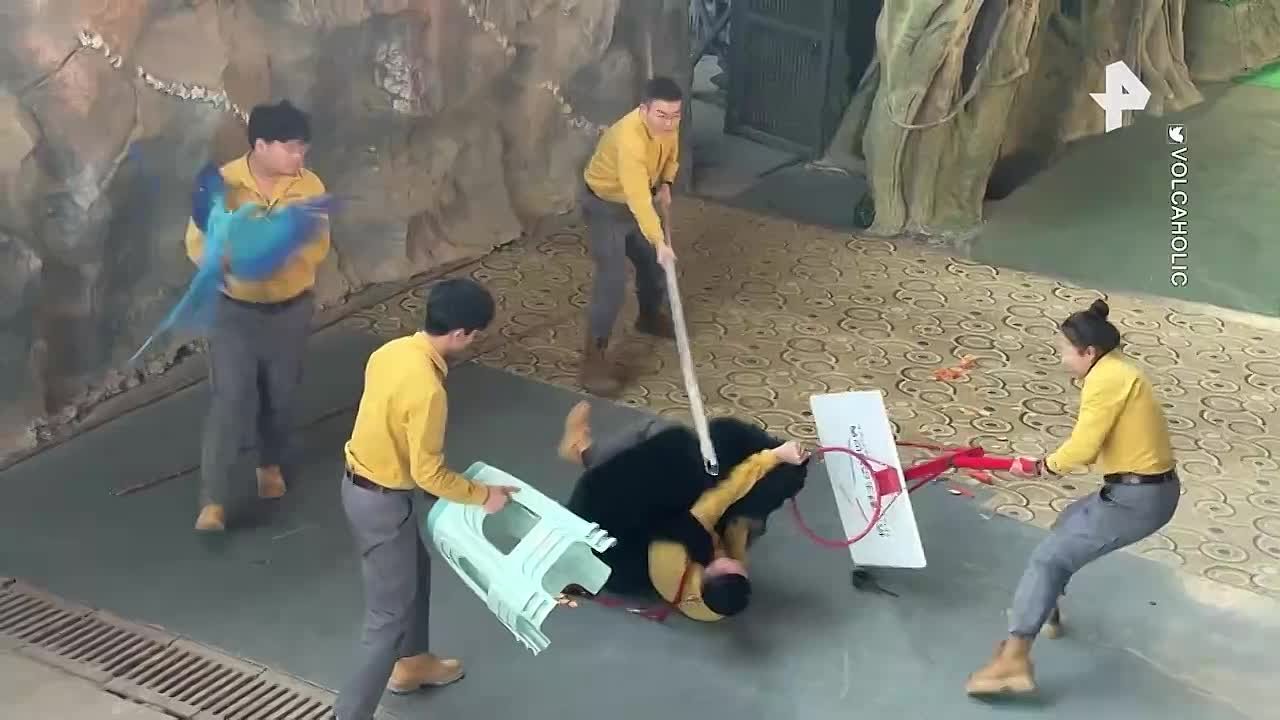 В китайском зоопарке медведь и дрессировщик с попугаем на руке поссорились, подрались, а потом помирились