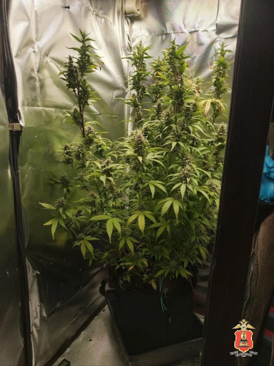 Житель Конаково обустроил наркоферму для онлайн-магазина смерти Житель Конаково обустроил наркоферму для онлайн-магазина смерти