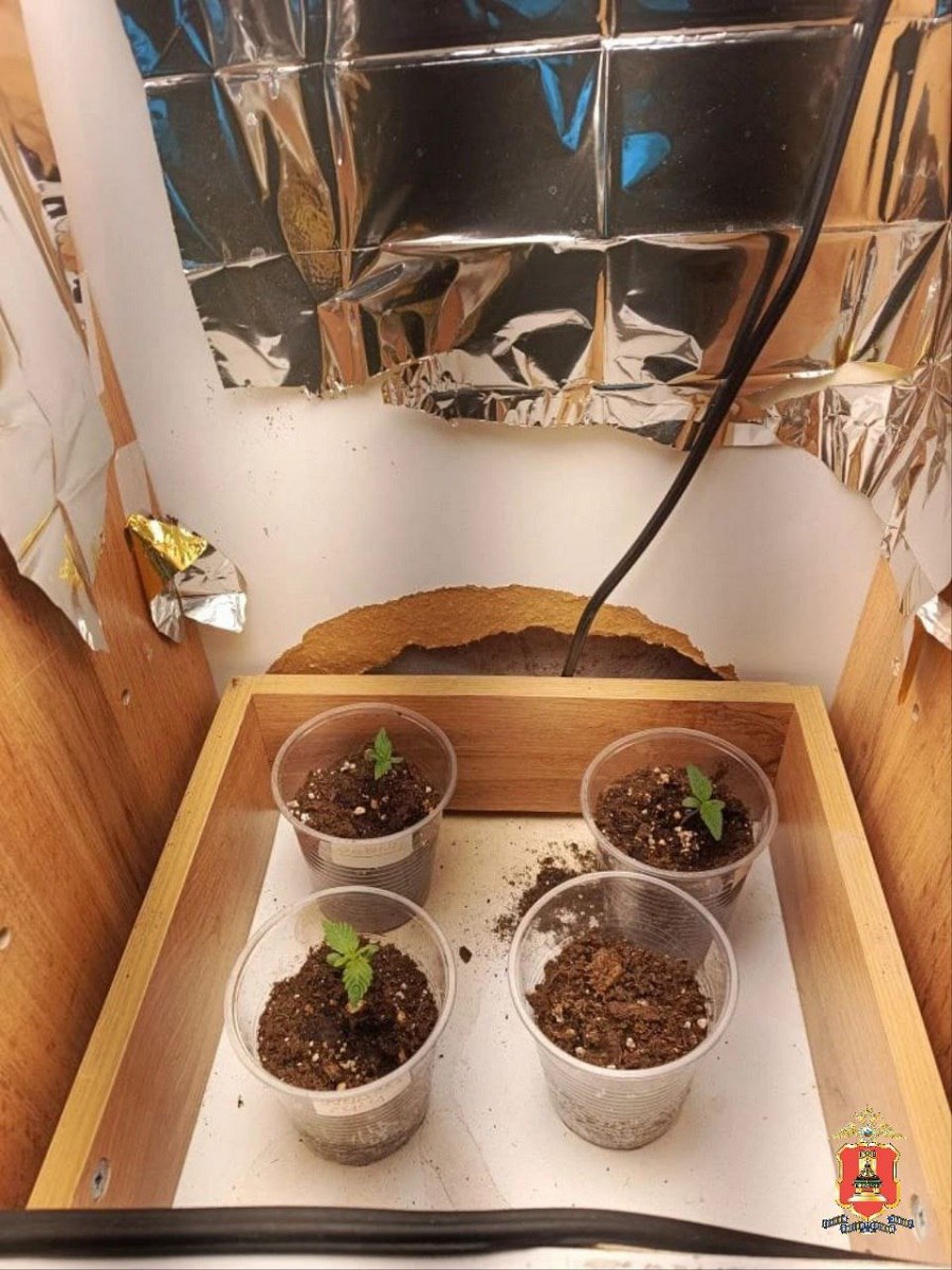 Житель Конаково обустроил наркоферму для онлайн-магазина смерти Житель Конаково обустроил наркоферму для онлайн-магазина смерти