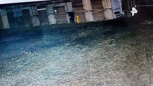 В городе Волжский живодер влил лошадям кислоту в рот и скрылся