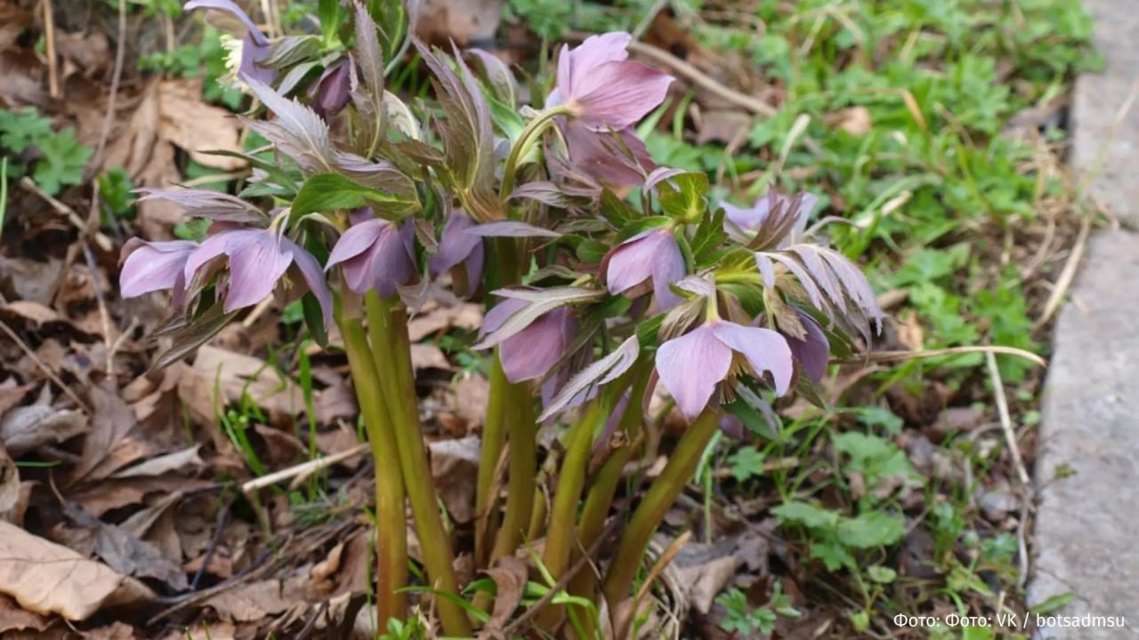 В Ботаническом саду МГУ был замечен цветущий морозник В Ботаническом саду МГУ был замечен цветущий морозник