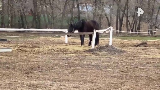 Один из коней, пострадавших от рук живодера под Волгоградом, может погибнуть