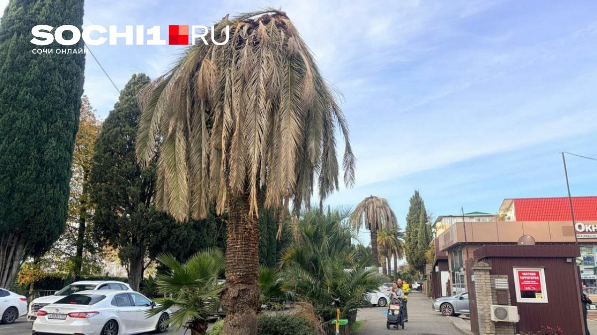 «Жаль до слез». В Адлере погибла знаменитая пальмовая аллея — местные жители требуют ответа от властей