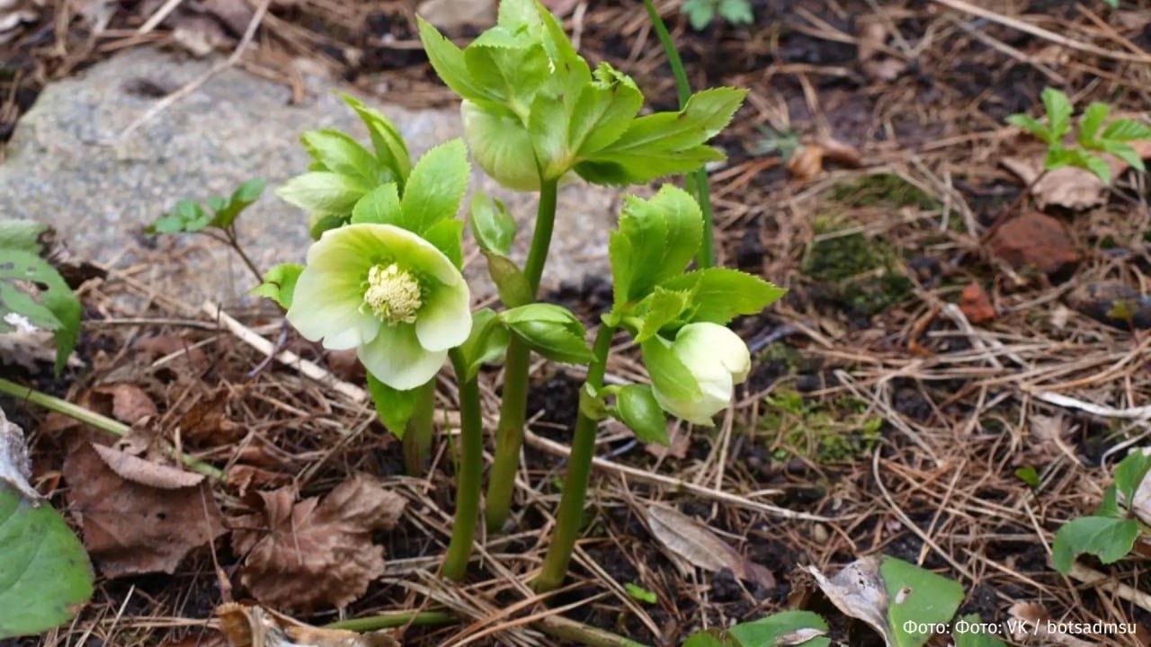 В Ботаническом саду МГУ был замечен цветущий морозник