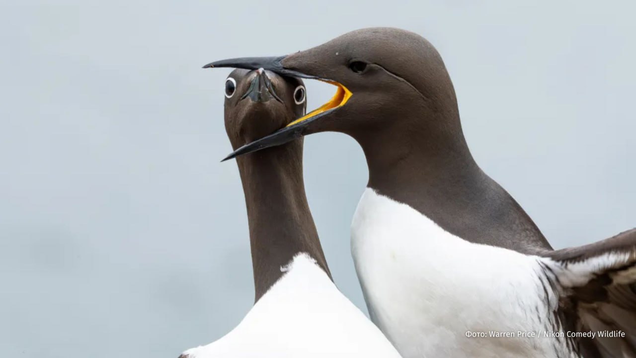 Танцующая горилла выиграла премию Comedy Wildlife Photo Awards 2025 Танцующая горилла выиграла премию Comedy Wildlife Photo Awards 2025