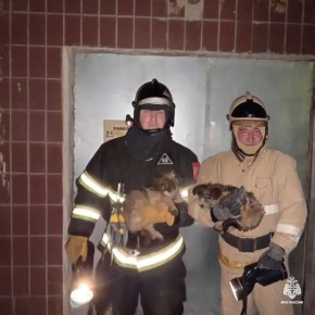 В Тверской области пожарные спасли из подвала двух щенков