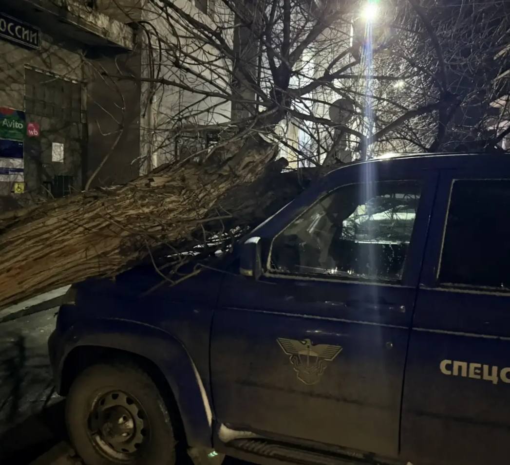 Погода буйствует: в Махачкале деревья падают на автомобили Погода буйствует: в Махачкале деревья падают на автомобили