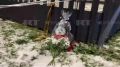 Люди приносят цветы и игрушки к подмосковной школе, где ученик зарезал четвероклассника и ранил охранника