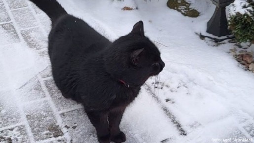 ���, ��������, ������ ������ �� �������� ��� � �����