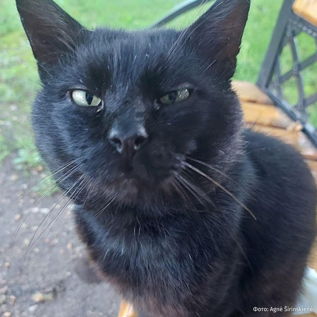 Кот, вероятно, сможет влиять на верхушку СМИ в Литве Кот, вероятно, сможет влиять на верхушку СМИ в Литве