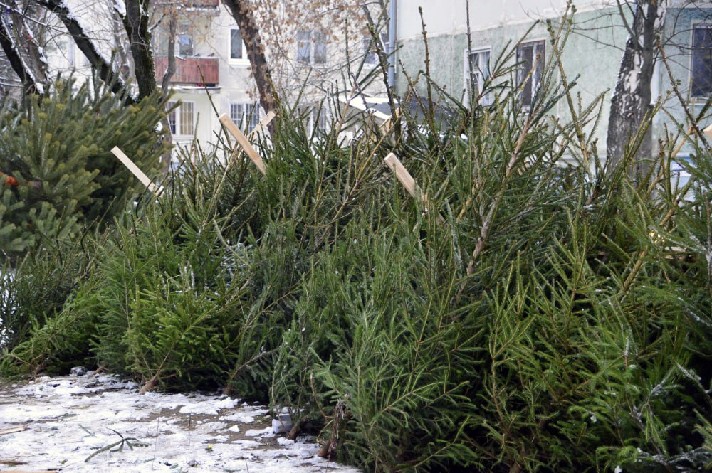 В Твери открылись ёлочные базары: адреса торговых точек