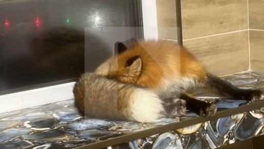 ���� ���������� � ������� �� � ��������, ������� �� ���� �� ���� � ������������