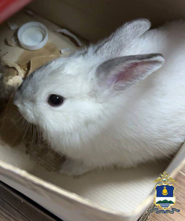 Новогодний подарок с ушами и хвостом обернулся уголовным делом для жителя Бурятии