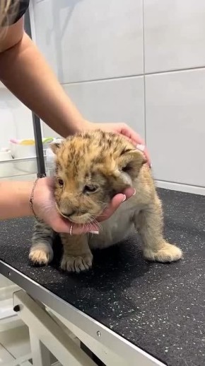 ����������� ����� ������� � �������-����� �� ������� ������ � ��������������� ��������������� ���������, ��� ��� ��������, ��������, ���� ��������� � �������