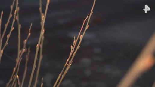 ������ �� ����, �� �� ����������: ������ �������� ���������� ��� �������� ���� ������������� ��� ��� �����