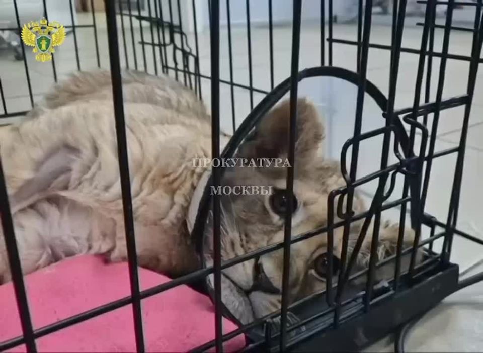Ситуацией с искалеченной маленькой львицей, жившей у столичного лакшери-блогера в "Москва-Сити", заинтересовались в природоохранной прокуратуре