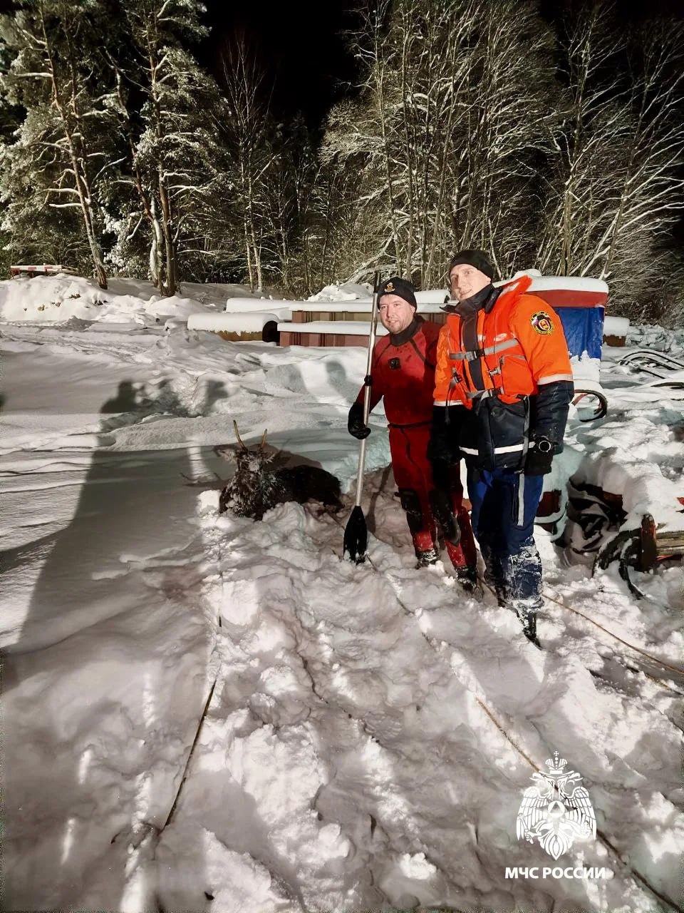 Под Тверью с льдины спасли косулю Под Тверью с льдины спасли косулю