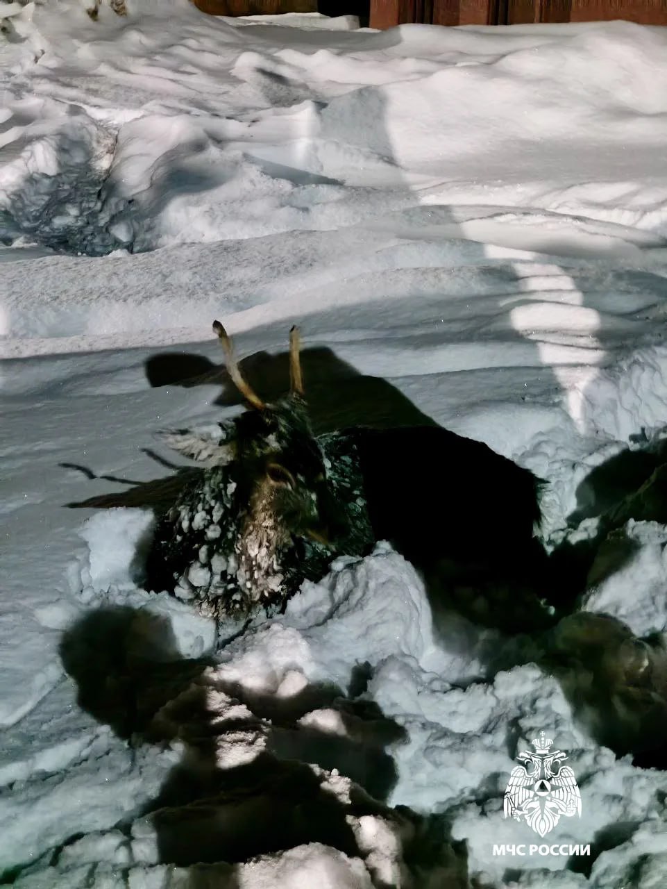 Под Тверью с льдины спасли косулю Под Тверью с льдины спасли косулю