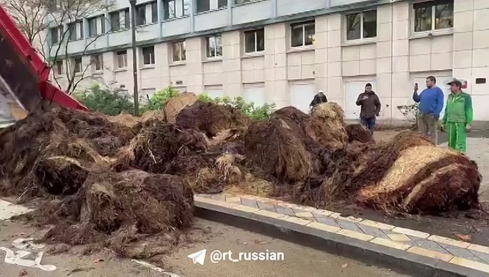 Навоз на улицах и тракторы у Триумфальной арки: новый виток протестов фермеров во Франции