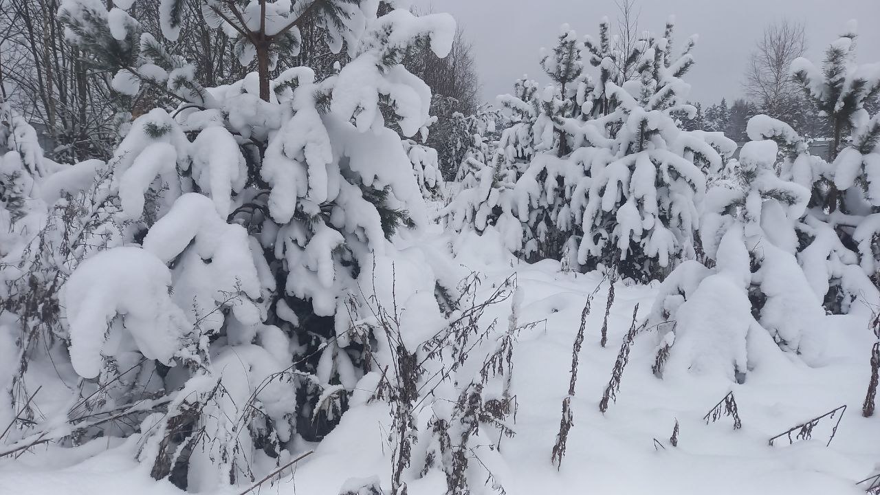 Сказочная красота в тверском лесу