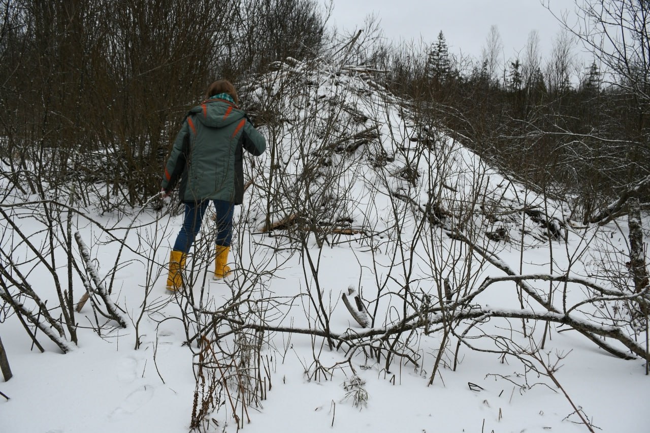 Большая стройка: на реке в Тверской области бобры построили мощную хатку