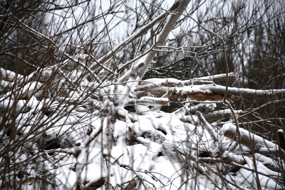 Большая стройка: на реке в Тверской области бобры построили мощную хатку Большая стройка: на реке в Тверской области бобры построили мощную хатку