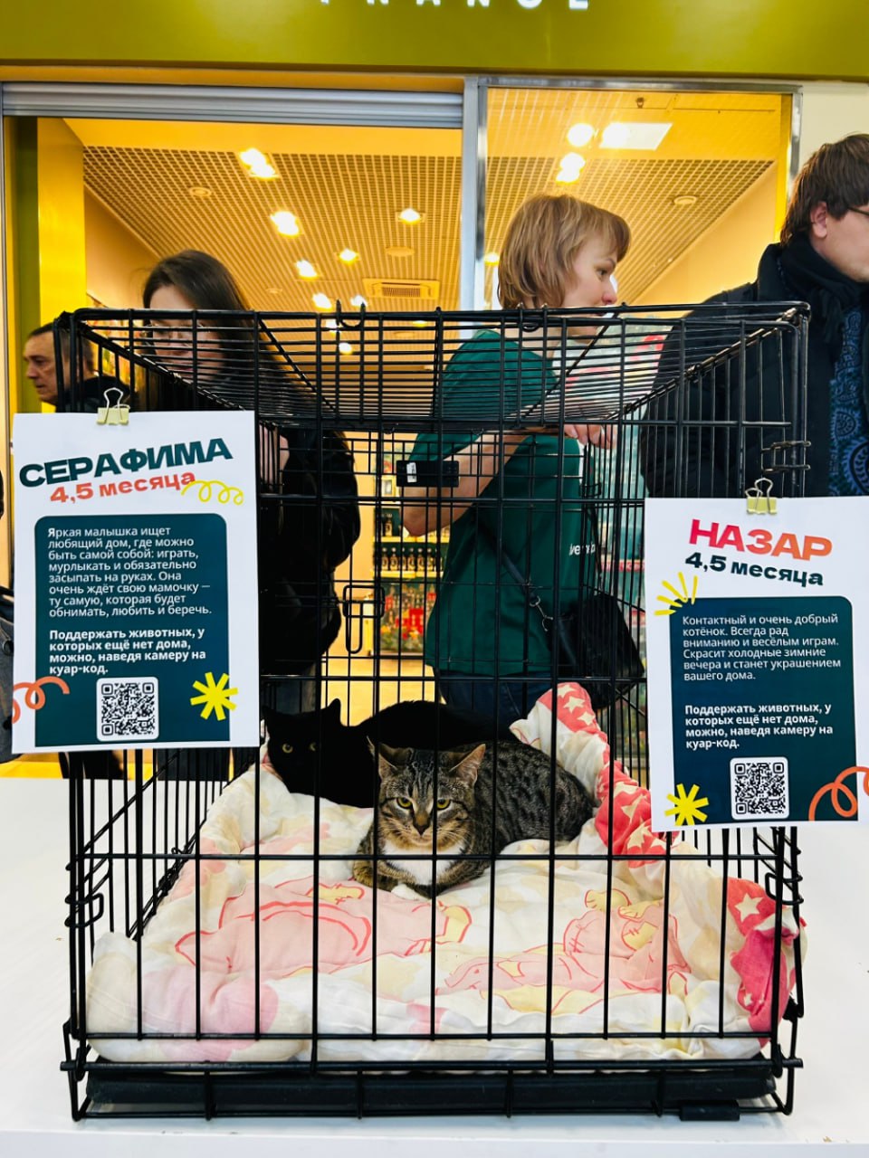 Рождественское чудо: в Твери сразу 10 кошек нашли дом на выставке друзей кота Суворова Рождественское чудо: в Твери сразу 10 кошек нашли дом на выставке друзей кота Суворова